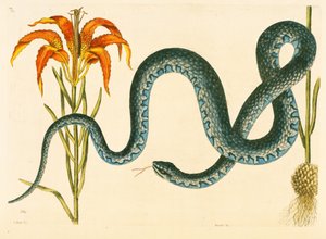 Anguis, the Wampum Snake, deska 58, sv. 1 z „Přírodní historie Karolíny, Floridy a Baham“ od Mark Catesby