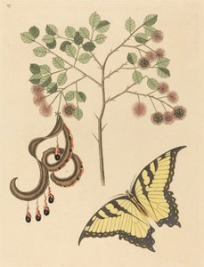 Kočičí dráp Mimosa circinalis, vydaná 1731-1743. od Mark Catesby