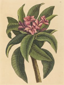 Red Frangipanni Plumeria rubra, publikovaná 1731-1743. od Mark Catesby