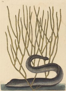 Černý Muray od Mark Catesby