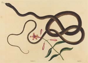 The Coach-Whip Snake (Coluber flagellum) od Mark Catesby
