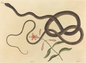 The Coach-Whip Snake Coluber flagellum, publikované 1731-1743. od Mark Catesby