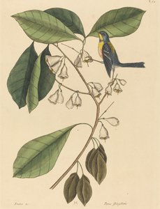 Pěnkava (Parus americanus) od Mark Catesby