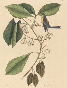 Finch Creeper Parus americanus, publikovaný 1731-1743. od Mark Catesby