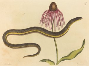 Skleněný had (Anguis ventralis) od Mark Catesby