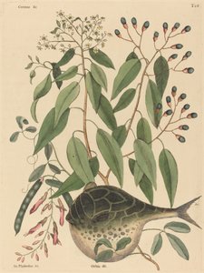 The Globe Fish (Tetrodon lagocephalus) od Mark Catesby
