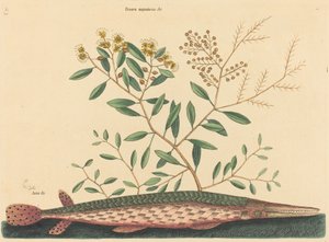 The Green Gar Fish Esox osseus, publikoval 1731-1743. od Mark Catesby