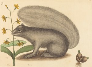 Veverka šedá Liška Sciurus cinereus, publikovaná 1731-1743. od Mark Catesby
