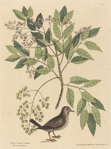 holubice zemní (Columba passerina) od Mark Catesby