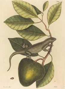Guana (Iguana Lizard)