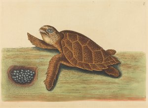 The Hawks-bill Turtle Testudo caretta, publikovaná 1731-1743. od Mark Catesby