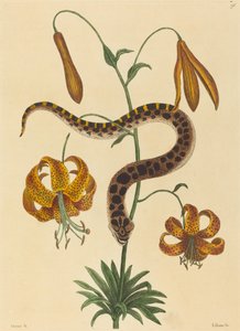 Prasečí had (Boa contortrix) od Mark Catesby
