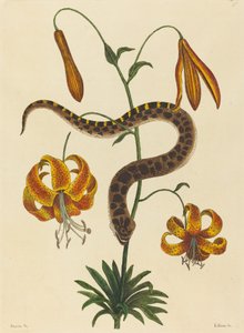 The Hog-nose Snake Boa contortrix, publikoval 1731-1743. od Mark Catesby
