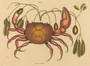 The Land-crab Cancer ruricola, publikovaná 1731-1743. od Mark Catesby