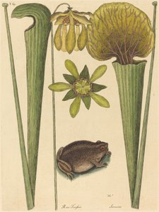 Land Frog Rana, publikoval 1731-1743. od Mark Catesby