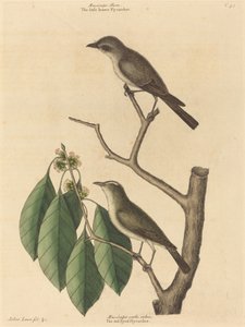 The Little Brown Flycatcher, publikoval 1731-1743. od Mark Catesby
