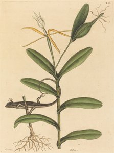 Lyonská ještěrka (Lacerta 6-lineata) od Mark Catesby