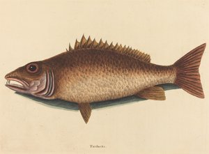Chňapal mangrovový (Labrus griseus) od Mark Catesby
