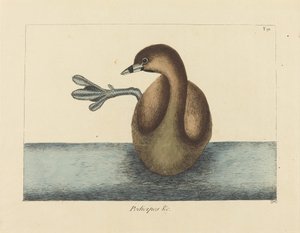 Strakatý Dobchick (Colymbus podiceps) od Mark Catesby