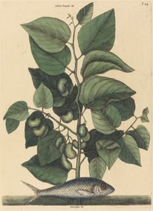 The Pilchard Argentina carolina, publikoval 1731-1743. od Mark Catesby