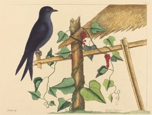 Purple Martin (Purple Martin) od Mark Catesby