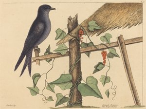 Purple Martin (Purple Martin) od Mark Catesby