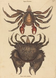 Skalní krab červený strakatý (Cancer grapsus) od Mark Catesby