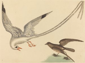 Rýžový pták Emberiza oryzivora, publikovaný 1731-1743. od Mark Catesby
