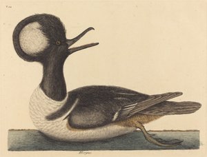Kachna chocholatá (Mergus cucullatus) od Mark Catesby