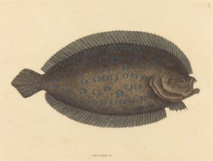 The Sole Pleuronectes lunatus, publikovaný 1731-1743. od Mark Catesby