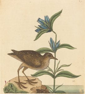 The Soree Rallus Virginianus, publikoval 1731-1743. od Mark Catesby