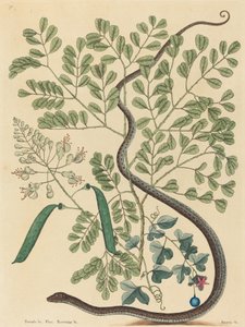 The Spotted Ribbon Snake Coluber nebulosus, publikoval 1731-1743. od Mark Catesby