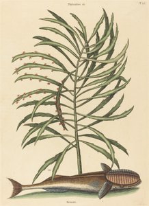 Sací ryby Echeneis naucratis, publikoval 1731-1743. od Mark Catesby