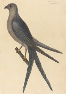 Jestřáb vlaštovčí (Falco furcatus) od Mark Catesby
