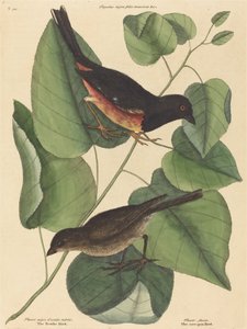 The Towhe Bird Fringilla erythrophthalma, publikoval 1754. od Mark Catesby