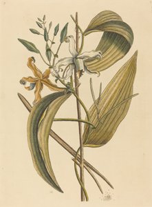 Vanella (Forever Vanilla) od Mark Catesby