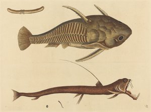 Viper-mouth Silurus cataphractus, publikovaný 1731-1743. od Mark Catesby