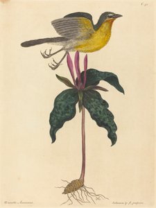 The Yellow-breasted Chat, publikoval 1754. od Mark Catesby