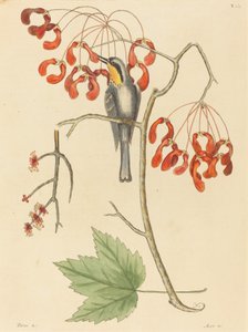 The Yellow Throated Creeper, publikoval 1754. od Mark Catesby