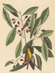 Sýkorka žlutá Motacilla trochilus, vydaná v roce 1754. od Mark Catesby