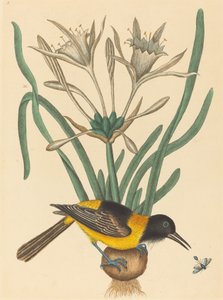 Žlutý a černý Pye (Oriolus Icterus) od Mark Catesby