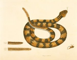 Viper Caudison Snake, Rattlesnake, deska 41, sv. 1, z „Přírodní historie Karolíny, Floridy a Baham“ od Mark Catesby