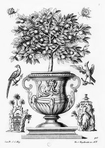 Citrusové stromy, kolem 1735 od Martin Engelbrecht