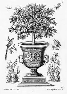 Citrusové stromy, kolem 1735 od Martin Engelbrecht
