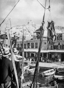 Přeprava mezků, ostrov Syros, Řecko, 1937. od Martin Hurlimann
