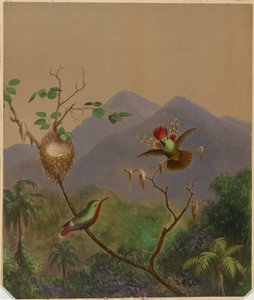 Brazilští kolibříci III od Martin Johnson Heade