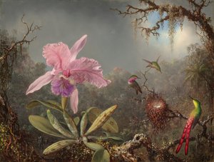 Orchidej Cattleya a tři kolibříci od Martin Johnson Heade