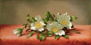 Cherokee Roses, 1889 od Martin Johnson Heade