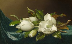 Magnólie na světle modré sametové látce od Martin Johnson Heade