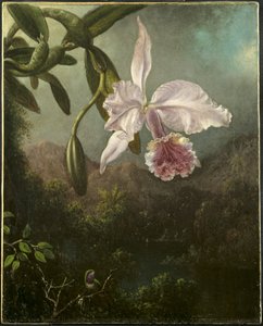 Květy orchidejí od Martin Johnson Heade